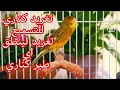 Download Lagu عندك ذكر كناري لا يغرد اسمعه هذا التغريد وشاهد بنفسك