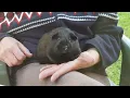 Do guinea pigs blink