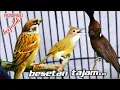 Download Lagu GURU VOKAL HANDAL BESETAN TAJAM || c,jenggot vs gereja tarung vs cililin