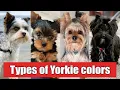 9 Different Types of Yorkshire Terrier Colors And Their Role Types of Yorkie Colors