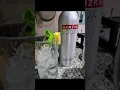 Download Lagu Mango 🥭,  Pineapple 🍍 + Vodka Cocktail