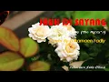 Download Lagu Lagu Melayu | Jauh Di Sayang | The Mercy's | Cover Zulkarnaen Fadly | Lagu Melayu Lawas \u0026 Populer