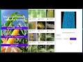 Detect maize leaf disease using your phone