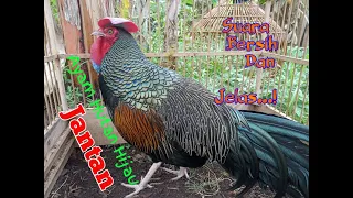 Download SUARA AYAM HUTAN JANTAN BERKOKOK KERAS ‼️AYAM HUTAN HIJAU GACOR DI SAWAH. MP3