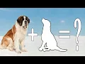 Top 10 Saint Bernard Mixed Breed Dogs 10 Saint Bernard Mix Dogs