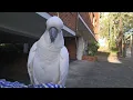 Download Lagu A conversation with a wild cockatoo