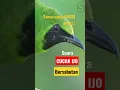Download Lagu Suara burung cucak ijo gacor saling bersahutan