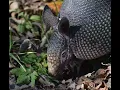 Armadillo Sound / Armadillo Voice / Animal Sounds