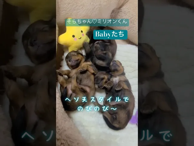 動画