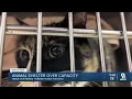 Cincinnati Animal CARE says people can name their price to adopt pets this Labor Day weekend