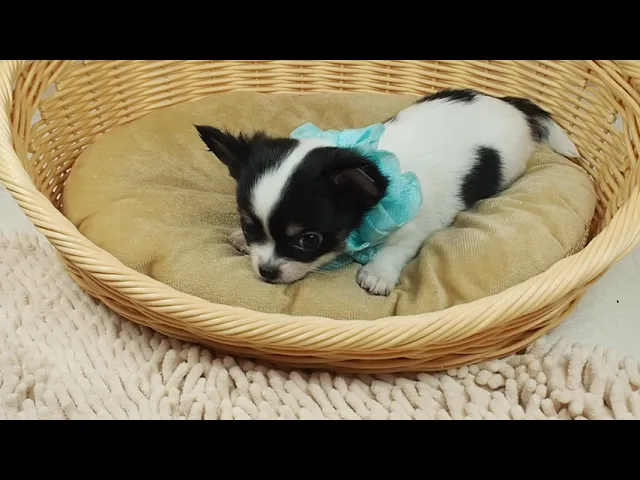 動画