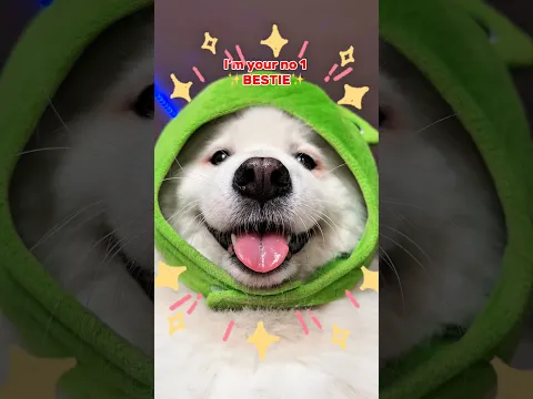I’m your no 1 ✨BESTIE✨ ib:lukefranchina #dogshorts #cutedog #pets #dog #samoyed #puppy #bestie