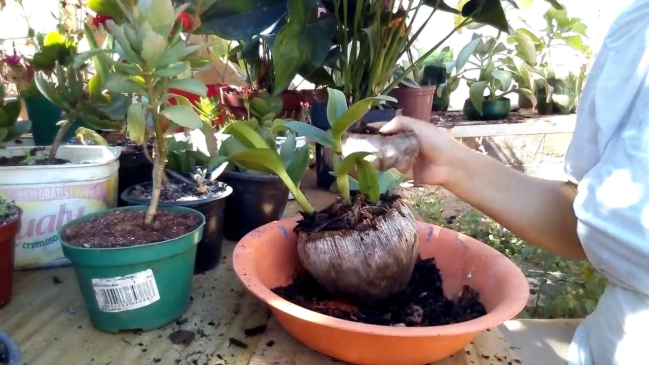 COMO PLANTAR ORQUÍDEAS NO COCÔ SECO!