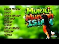 Download Lagu KRETEKAN MURAI NEMBAK ISIAN NAIKAN EMOSI DAN BIRAHI