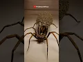 Download Lagu Never Kill Spiders (3D) by Professor Of How
