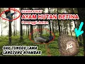 Suara Pikat Ayam Hutan Betina tidak menunggu lama langsung nyambar