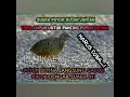 Download Lagu SUARA PUYUH JANTAN || Sangat Ampuh Untuk Pancing Puyuh Betina Yang Malas Bunyi langsung Gacor.