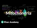 Mitochondria Cells MCAT Khan Academy