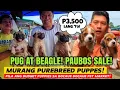 WOW P3 500 BEAGLE P7 000 PUG W PAPERS BARGAIN PAUBOS SALE PUPPIES SA BOCAUE PET MARKET