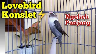 suara burung lovebird konslet ngekek panjang mantab terapi jitu lovebird bahan cepat gacor