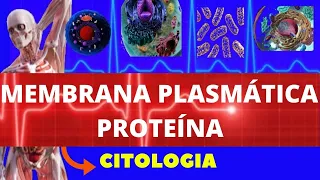 MEMBRANA PLASMÁTICA  PROTEÍNA - CITOLOGIA - BIOLOGIA CELULAR E MOLECULAR -  MEMBRANA PLASMÁTICA
