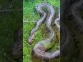 Reticulated Python - The Jungle Giant of Indonesia