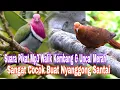 Download Lagu Suara Pikat Mp3 Perpaduan Walik Kembang \u0026 Uncal merah || Sangat Cocok Buat Nyanggong