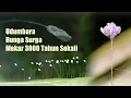 UDUMBARA - BUNGA SURGA YANG MEKAR 3000 TAHUN SEKALI