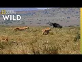 How a Lion Pride Hunts Prey Cat Attack-tics