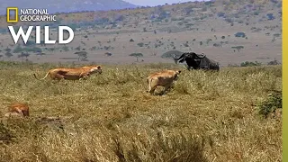 how a lion pride hunts prey cat attack tics
