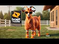 This is Amazing Boost Mobile Store to Door