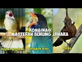 Download Lagu Kombinasi Masteran Burung Juara, Suara Kapas tembak, Cililin dan Tengkek buto