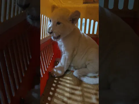 Little White Lion in Aggressive Mood | Nouman Hassan