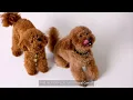 What should I feed my Poodle