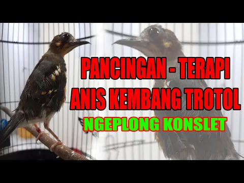 Download MP3 Terapi Anis Kembang Trotolan Jantan Supaya Cepat Ngeplong Gacor Dor