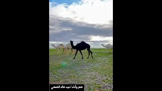 وجدي على ديرة الفدعان هجيني 