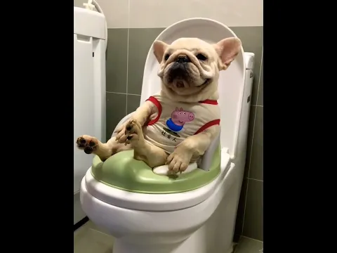 Eat a lot, poop a lot. An affectionate and obedient pet dog that will make you laugh.