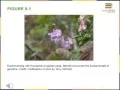 Chapter 8 Patterns of Inheritance