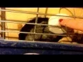 Chinchilla supplies and organization