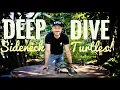 The Ultimate in SIDENECK Turtle Info