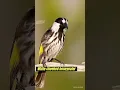 Download Lagu KUNTIL4NAK TERTAWA - INI DIA SUARA BURUNG - BURUNG TER'ANEH !! #burung #birdbulletin