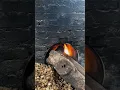 Download Lagu Making  Dried  Longan #satisfying #short