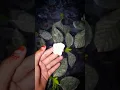Lagu Love flower.. #dj #edms #edmdj #flowers #nature