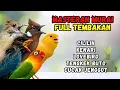 Lagu Masteran Tembakan Kenari, Lovebird, Cililin, Cucak Jenggot dan Tengkek Buto