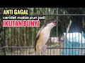 Download Lagu Suara Cendet Gacor Toet toet Efektif Anti Gagal Bikin Cendet Malas pun Langsung Nyaut Bunyi Seketika