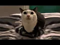 Download Lagu Aw Aw Aw Aw Cat Meme Original / Aw aw aw aw aw Cat Original