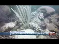 Record warmth of ocean water damages Florida marine life