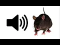 Download Lagu Rat - Sound Effect | ProSounds