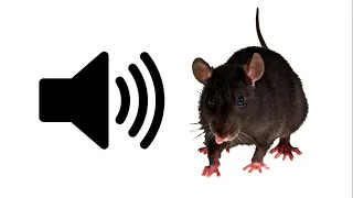 Rat Sound Effect ProSounds 