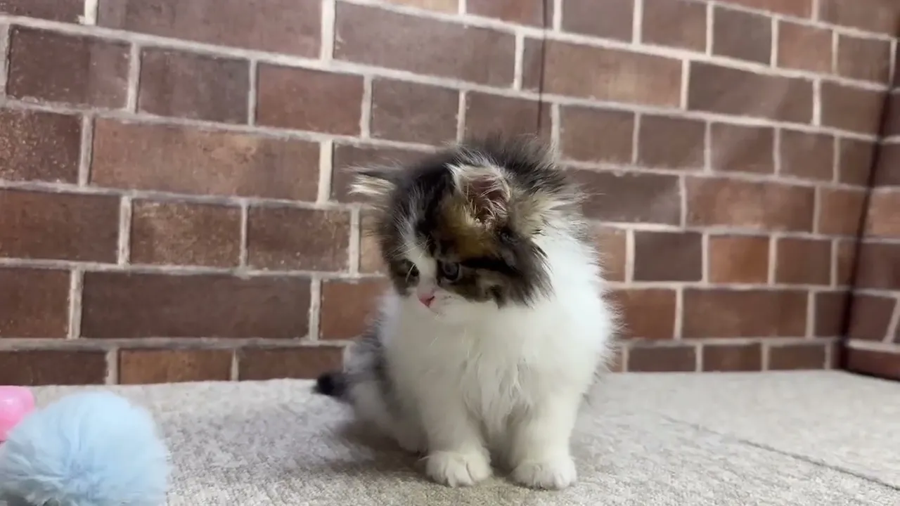 動画